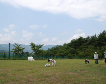 Evergreen Dog Field