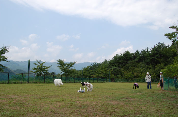 Evergreen Dog Field
