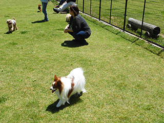 木場潟公園ドッグラン